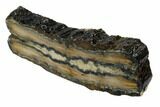 Mammoth Molar Slice With Case - South Carolina #106490-2